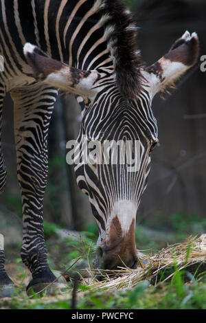 zebra in zoo close up Stock Photo - Alamy
