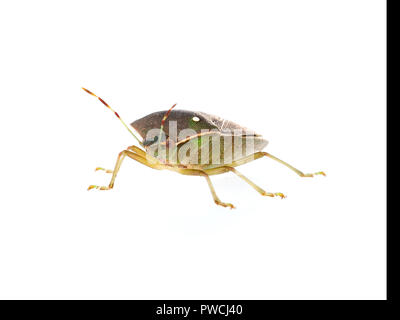 Stink aka shield bug, Nezara viridula, adult in winter colors. Facing camera, isolated on white. Macro. Stock Photo