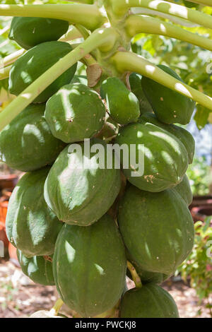 Papaya tree with unripe fruits Stock Photo
