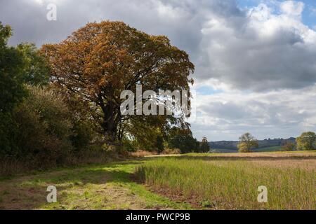 Farmland near Guiting Power, Cotswolds, Gloucestershire, England Stock Photo