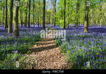 Glorious Bluebells in Dockey Wood, Ashridge, Hertfordshire Stock Photo