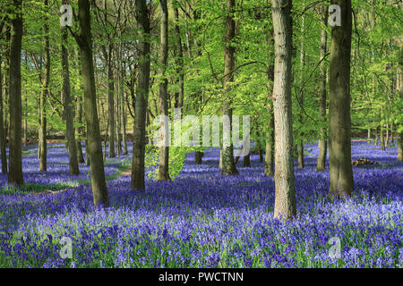 Glorious Bluebells in Dockey Wood, Ashridge, Hertfordshire Stock Photo