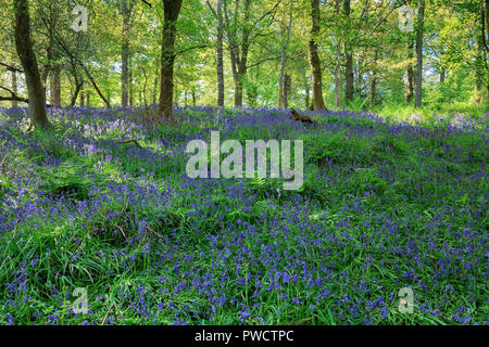 Glorious, Bluebells at Coldwaltham Park, West Sussex Stock Photo