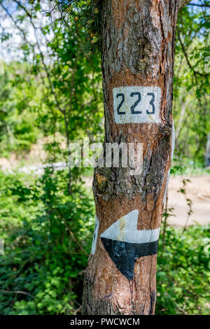 Directional number 223, two hundred and twenty three, on pine tree with black and white painted arrow under it for navigation Stock Photo