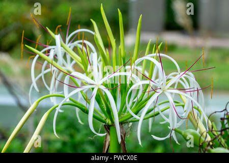Poison Bulb a.k.a. Giant Crinum Lily (Crinum asiaticum) flower closeup - Long Key Natural Area, Davie, Florida, USA