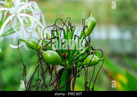 Poison Bulb a.k.a. Giant Crinum Lily (Crinum asiaticum) bulb closeup - Long Key Natural Area, Davie, Florida, USA