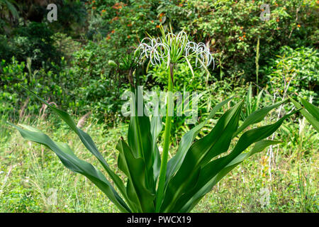 Poison Bulb a.k.a. Giant Crinum Lily (Crinum asiaticum) - Long Key Natural Area, Davie, Florida, USA