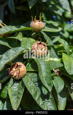 Close up view of foliage and edible fruit of Mespilus germanica, common medlar, growing in autumn, Norwich, Norfolk, East Anglia, eastern England Stock Photo