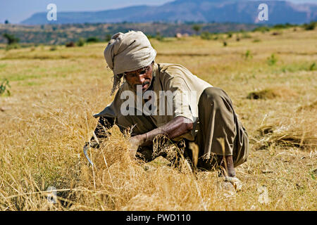 Farmers harvesting Teff (Eragrostis tef) with a sickle, Hawzien, Tigray, Ethiopia Stock Photo