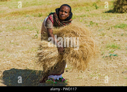 Local farmer woman collecting sheaves of Teff (Eragrostis tef) for threshing, Hawzien, Tigray, Ethiopia Stock Photo