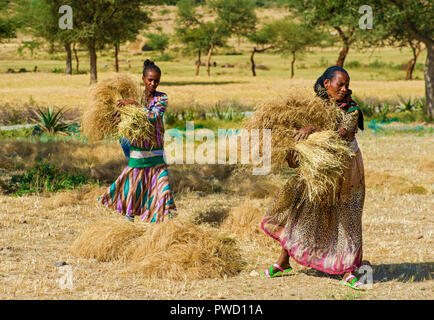 Local farmer woman collecting sheaves of Teff (Eragrostis tef) for threshing, Hawzien, Tigray, Ethiopia Stock Photo