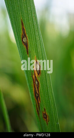 Leaf spot Pyricularia grisea symptoms on foxtail millet leaves Stock ...