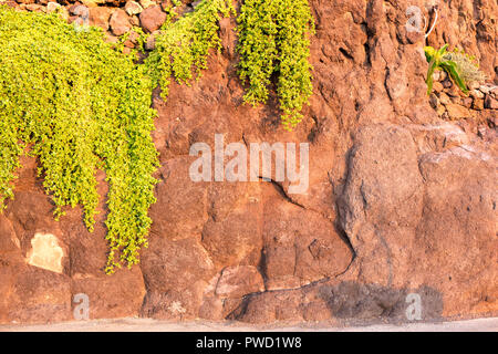 still life of red grapes on white wooden table Stock Photo
