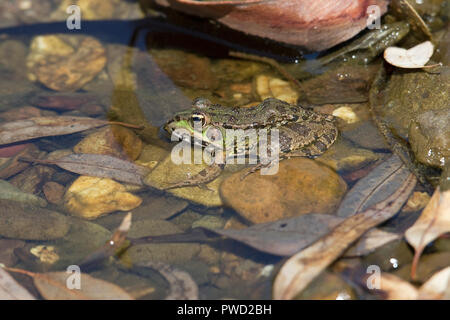 Iberian Marsh Frog (Pelophylax perezi) Stock Photo