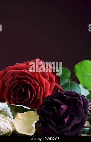 Fresh and faded roses. Vertical image with copy space. Stock Photo