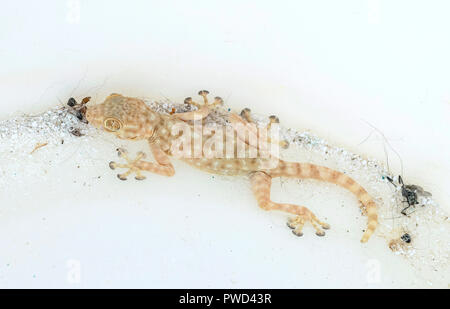 a fan-fingered gecko trapped in a large plastic bucket pail with dead insects and grains of laundry washing powder Stock Photo