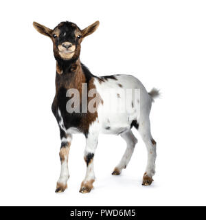 Cute smiling white, brown and black spotted pygmy goat standing side ways with closed mouth, looking straight at camera isolated on white background Stock Photo