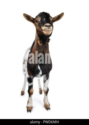 Cute white, brown and black spotted pygmy goat standing front view with closed mouth, looking straight ahead isolated on white background Stock Photo
