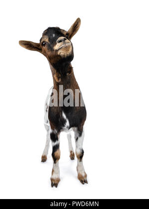 Cute white, brown and black spotted pygmy goat standing front view with closed mouth, looking up isolated on white background Stock Photo