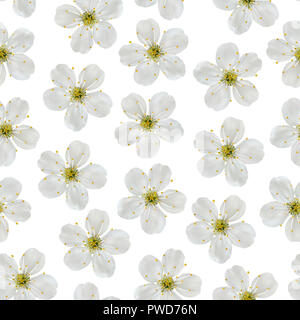 Seamless pattern. White flowers of a cherry on a white background. Stock Photo