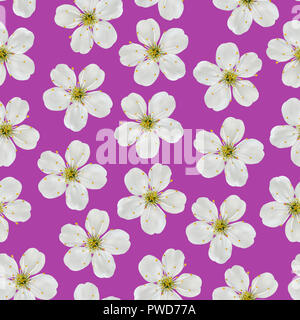 Seamless pattern. White cherry flowers on a pink background. Stock Photo