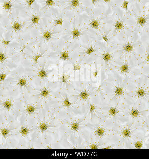 Seamless pattern. White cherry flowers. Stock Photo
