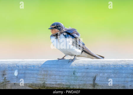 Wildlife photography UK.Closeup portrait of barn swallow, (Hirundo rustica) perching on wooden gate.Migratory bird on british countryside in spring.Na Stock Photo