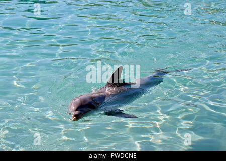 the bottlenose dolphin is swimming on its side