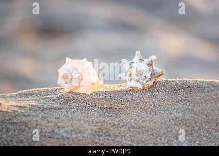 Shells on the beach sand, in a warm golden hour sunlight Stock Photo