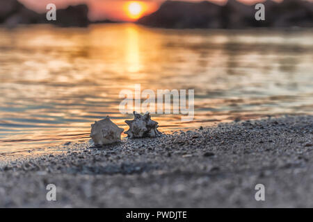 Shells on the beach sand, in a warm golden hour sunlight Stock Photo