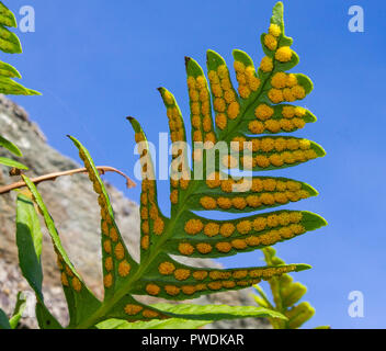 close up of fern spores on the underside of a fern leaf Polypodium cambricum, Welsh polypody Stock Photo