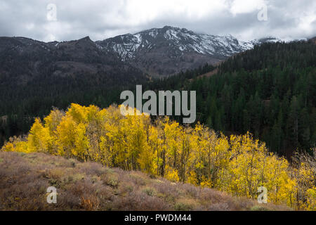Fall colors in the yellow aspen trees under snowy mountain peak - Sonora Pass - Sierra Nevada, California Stock Photo