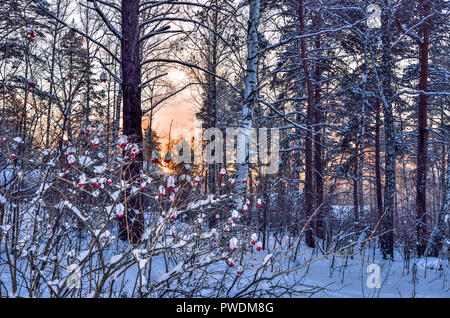 Sunset in the winter wood. Pink sunlight among white trunks of birch trees, snowy pines, firs and bushes - fairy tale of winter forest Stock Photo