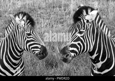 Two black and white striped chapman zebras, photographed in monochrome at Port Lympne Safari Park, Ashford, Kent UK