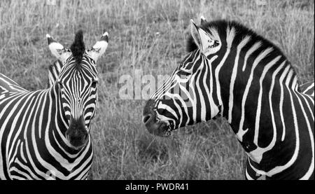 Two black and white striped chapman zebras, photographed in monochrome at Port Lympne Safari Park, Ashford, Kent UK