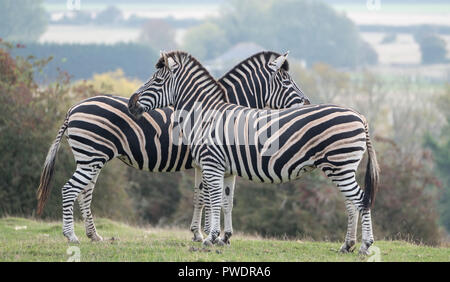 Two chapman zebras, photographed in the grass with trees in the background at Port Lympne Safari Park, Ashford, Kent UK. Stock Photo