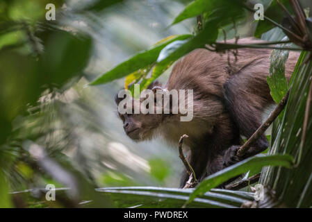 A young brown capuchin in the trees looking for food. Photographed in Madre de Dios Department, Peru. Stock Photo