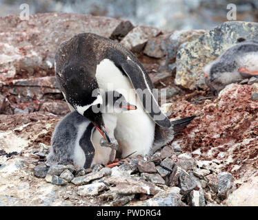 adult and chick Gentoo Penguin Stock Photo