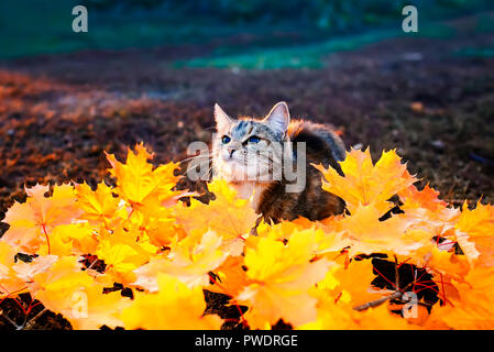 portrait of a beautiful striped kitten playing in the Park among the branches with bright red and yellow maple leaves on a Sunny autumn day Stock Photo