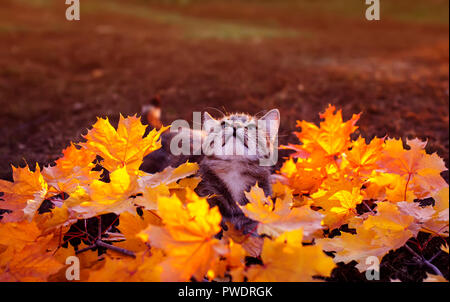 beautiful striped kitten sitting in the garden and playing in the bright foliage of red and yellow maple on a Sunny autumn day Stock Photo