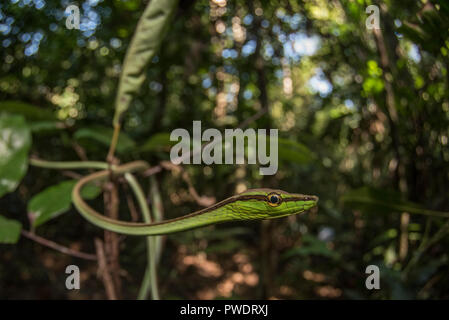 A vine snake (Xenoxybelis argenteus) is well concealed among the branches and vegetation it calls home in the Peruvian jungle. Stock Photo