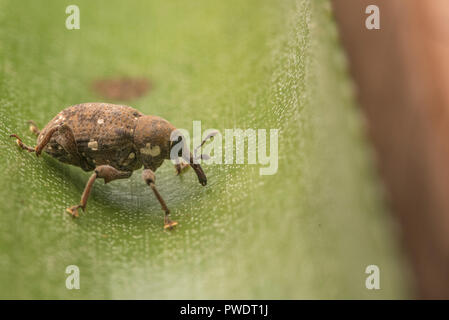 A small weevil found on a plant in Peru's Madre de Dios department. These beetles largely feed on plants and sap. Stock Photo