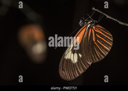 Passion vine butterflies in the Heliconius genus roost together at night.  They are toxic and distasteful to predators. Stock Photo