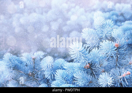 Winter background of snow and frost with pine trees, free space