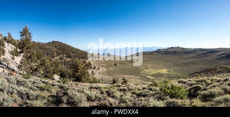 Panorama of Eastern Sierra Mountains from  Ancient Bristlcone Pine Forest, Schulman Grove, near Bishop and Big Pine California. Stock Photo