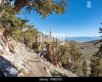 Bristlecone Pines and view of Eastern Sierra Mountains from  Ancient Bristlcone Pine Forest, Schulman Grove, near Bishop and Big Pine California. Stock Photo