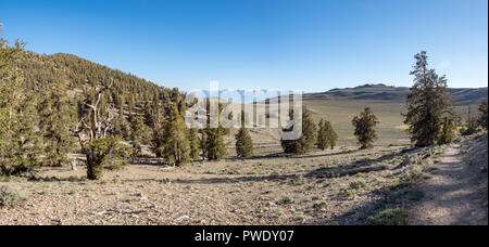 Bristlecone pines along train with view of Eastern Sierra Mountains from  Ancient Bristlcone Pine Forest, Schulman Grove, near Bishop and Big Pine, Ca Stock Photo