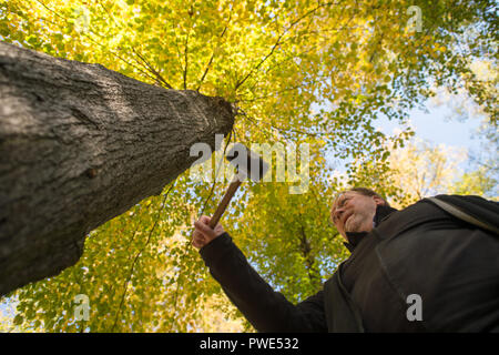 11 October 2018, Saxony-Anhalt, Magdeburg: 11 October 2018, Germany, Magdeburg: Joerg Vollbrecht, expert for traffic safety, tree value determination and tree register of the company Klaus und Partner, checks in the Rotehornpark with a rubber hammer whether the tree has cavities inside. (to "Increased tree mortality in Saxony-Anhalt feared after drought-summer" of 16.10.2018) Photo: Klaus-Dietmar Gabbert/dpa-Zentralbild/ZB Stock Photo