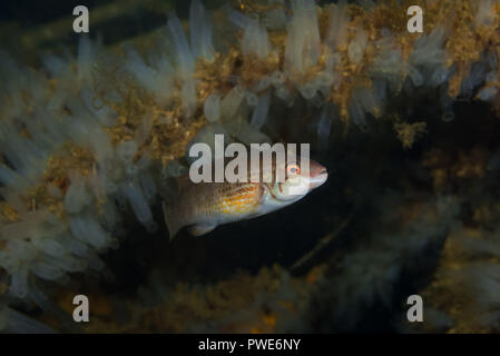 Norwegian Sea, Northern Atlantic, Norway. 5th Aug, 2018. Corkwing wrasse or Gilt-head (Symphodus melops) swim near colony of Transparent sea squirt or Yellow Sea Squirt Credit: Andrey Nekrasov/ZUMA Wire/Alamy Live News Stock Photo