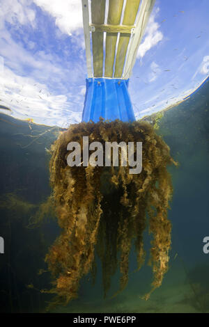 Norwegian Sea, Northern Atlantic, Norway. 7th Aug, 2018. Brown algae (Saccharina latissima, Laminaria saccharina) hangs from the pontoon berth against the blue sky with clouds Credit: Andrey Nekrasov/ZUMA Wire/Alamy Live News Stock Photo